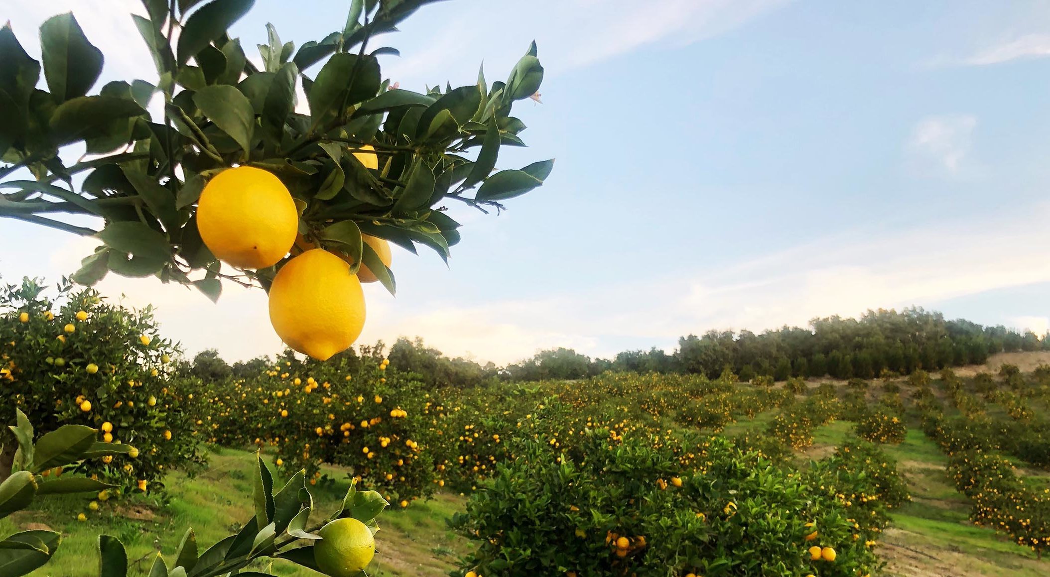 Lemon Farm